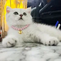 بچه گربه اسکاتیش دوماهه چینچیلا