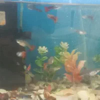 آکواریوم با تمام وسایل و ماهی