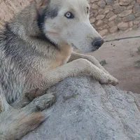 گمشده