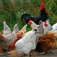 مرغ محلی 500 عدد با تخفیف پای معامله