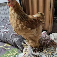 مرغ و خروس نژاد دار