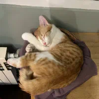 واگذاری گربه رایگان