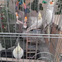 عروس هلندی
