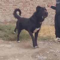 سگ سرابی نر دوماهه