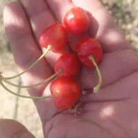 فروش گیلاس