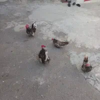 مرغ خروس اصیل