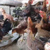 خروس|حیوانات مزرعه|نورآباد ممسنی, |دیوار