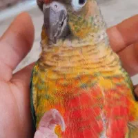 طوطی پرنده گرینچیک فول دستی سخنگو