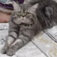 گربه دوساله فوری