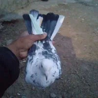 کبوتر