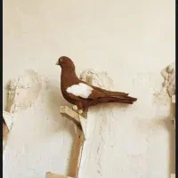 کفتر دمبی.طوقی .دم سفید معاوضه با مخمل