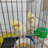 یک جفت عروس هلندی بالغ