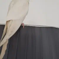 عروس هلندی نر