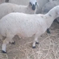 بره ماده