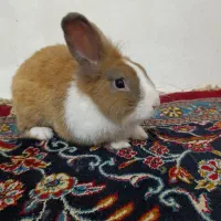 یه جفت خرگوش بالغ