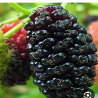 شاتوت درجه یک حصار گلستان