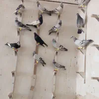 بلع نر