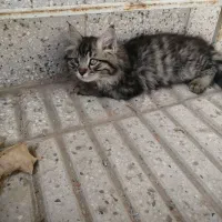 بچه گربه پسر