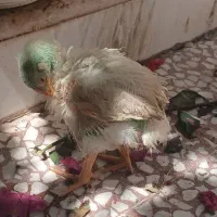جوجه رنگی مرغ و خروس