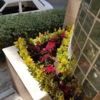خدمات باغبانی گلکاری کاشت گل وگیا تعویض خاک گلدون