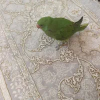 جوجه ملنگو