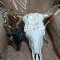 دیوار کوب سر گاو