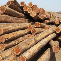 خرید چوب انواع درخت