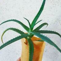 بوته گیاه آلوئه ورا