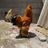 خروس سلطان و امپراتور
