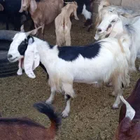 فروش گله