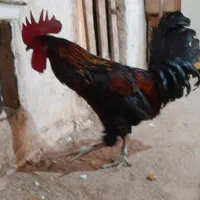 خروس|حیوانات مزرعه|زرند, |دیوار