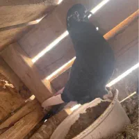 زاغ چونه سفید شاپر سفید ماده