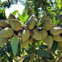 نهال صنوبر ترکیه و میوه