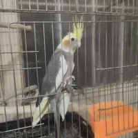 مرغ عروس