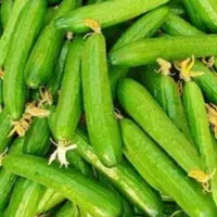 خیار شوری درجه یک گورانسراب