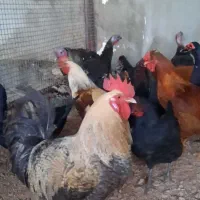 فروش خروس محلی