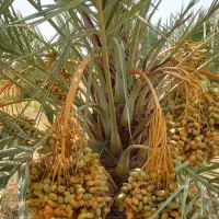 پاجوش نخل مجول مراکشی