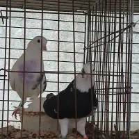 کبوتر پرشی زیبا
