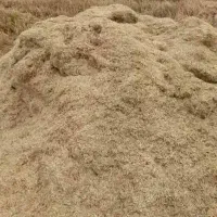 کاه گندم