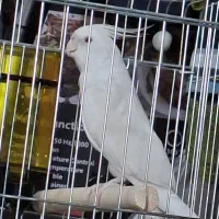 عروس هلندی رنگ زیبا چشم شرابی