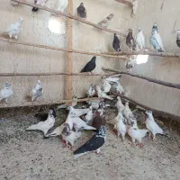 تعدادی کفتر خوب