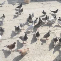 فروش کبوتر