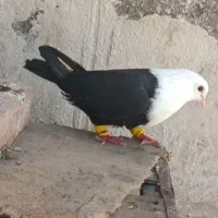 ماده کله سفید سیاه واکسی