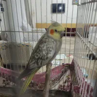 عروس هلندی دستی