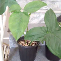 گیاه سینگونیوم سبز(گوش خرگوشی)