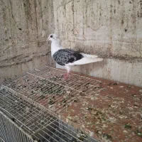 پشت گراف کاکلی