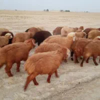 بره