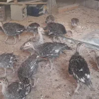 جوجه بغلمون