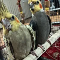 عروس هلندی