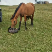 اسب مادیان۴.۵ سواری عالی و نرم